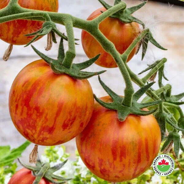 West Coast Seeds Cherry Tomato